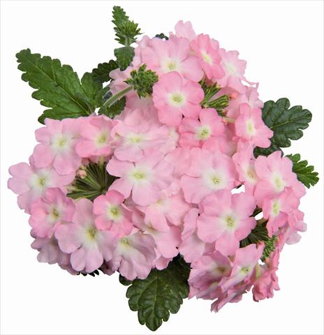 Photos von Blumenvarianten benutzt als: Topf, Terrasse, Ampel. Verbena RED FOX Empress Soft Pink Charme