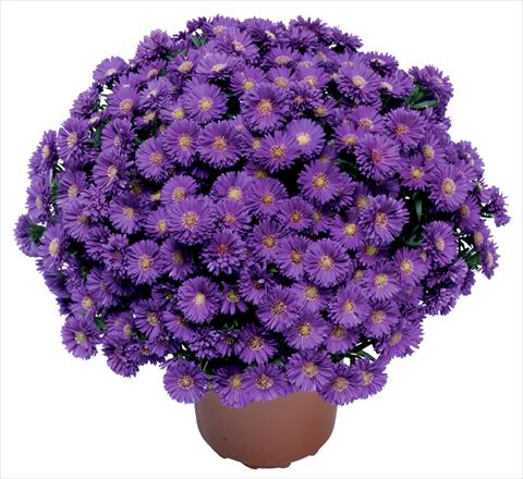 Photos von Blumenvarianten benutzt als: Schnittblume Aster novi belgii Magic Blu