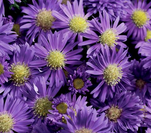 Photos von Blumenvarianten benutzt als: Schnittblume Aster novi belgii Magic Blue Imp