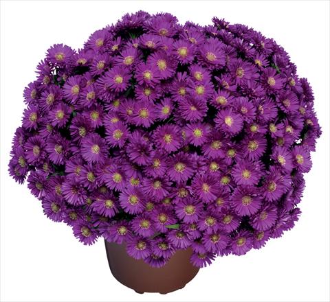 Photos von Blumenvarianten benutzt als: Schnittblume Aster novi belgii Magic Purple