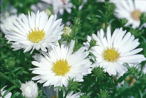Photos von Blumenvarianten benutzt als: Schnittblume Aster novi belgii Magic White