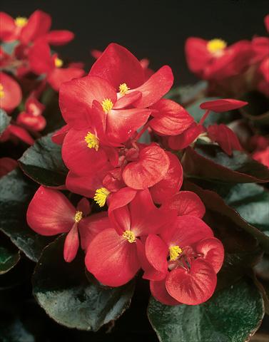 Photos von Blumenvarianten benutzt als: Topf und Beet Begonia semperflorens Eureka F1 Bronze Scarlet