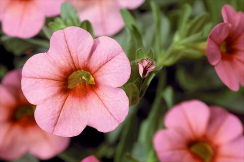 Photos von Blumenvarianten benutzt als: Topf, Terrasse, Ampel. Calibrachoa Callie® Mango