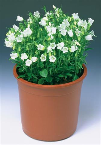 Photos von Blumenvarianten benutzt als: Beet- / Rabattenpflanze Campanula cochleariifolia Swinging Bells White