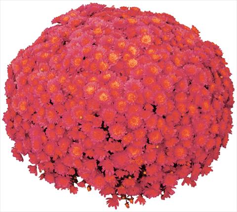 Photos von Blumenvarianten benutzt als: Topf und Beet Chrysanthemum Jacqueline Peach Fusion