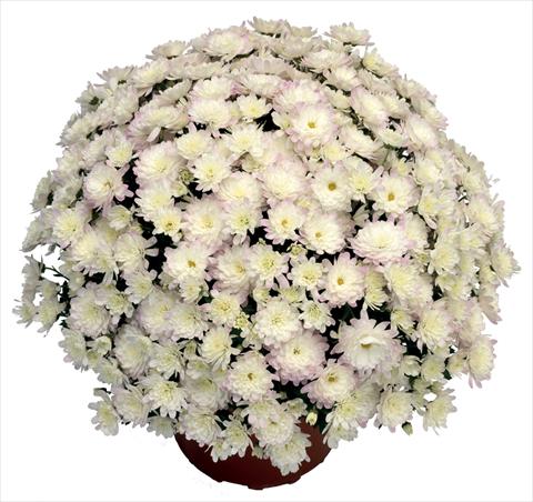 Photos von Blumenvarianten benutzt als: Topf und Beet Chrysanthemum Jacqueline Pearl