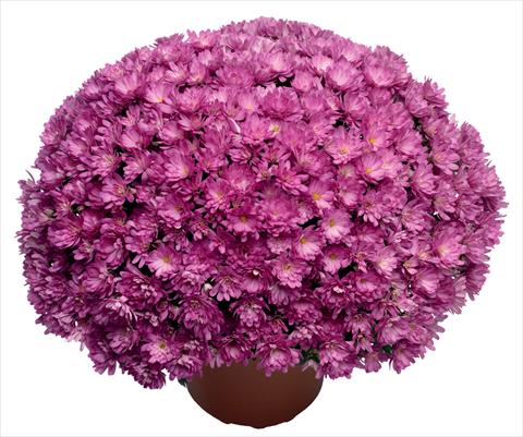 Photos von Blumenvarianten benutzt als: Topf und Beet Chrysanthemum Jacqueline Pink
