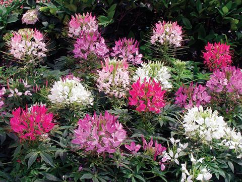 Photos von Blumenvarianten benutzt als: Topf, Beet, Terrasse Cleome hassleriana Sparkler F1 Mix