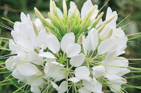 Photos von Blumenvarianten benutzt als: Topf, Beet, Terrasse Cleome hassleriana Sparkler F1 White