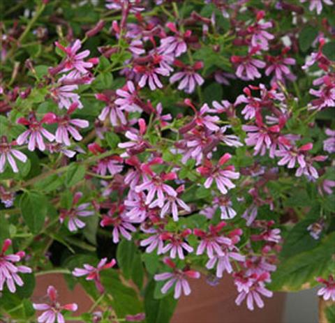 Photos von Blumenvarianten benutzt als: Topf Cuphea ilavea Euphoric Pink