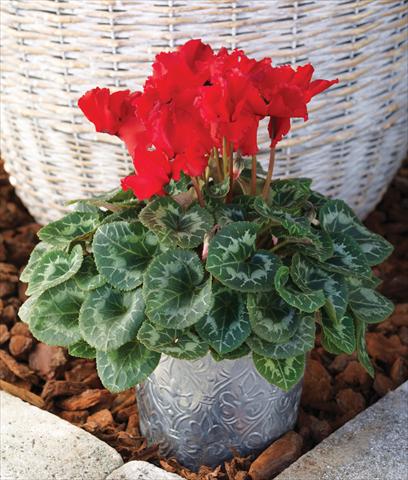 Photos von Blumenvarianten benutzt als: Ampel/Topf Cyclamen persicum Friller™ F1 Scarlet