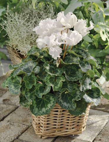 Photos von Blumenvarianten benutzt als: Ampel/Topf Cyclamen persicum Friller™ F1 White