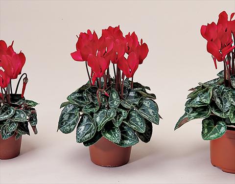 Photos von Blumenvarianten benutzt als: Ampel/Topf Cyclamen persicum Midori Bright Scarlet
