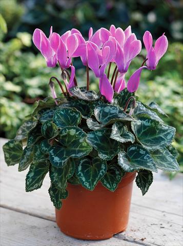 Photos von Blumenvarianten benutzt als: Ampel/Topf Cyclamen persicum Midori F1 Purple Flame