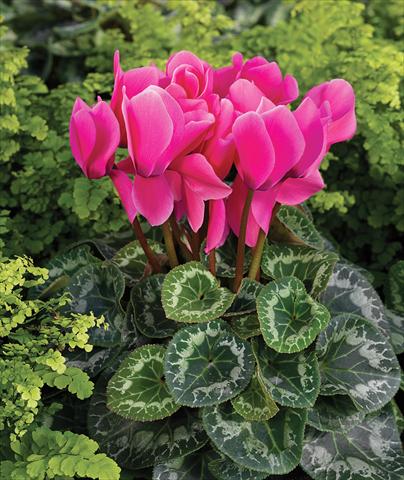 Photos von Blumenvarianten benutzt als: Ampel/Topf Cyclamen persicum Rainier F1 Pink