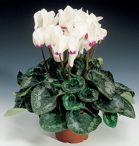 Photos von Blumenvarianten benutzt als: Ampel/Topf Cyclamen persicum Rainier F1 White with Eye