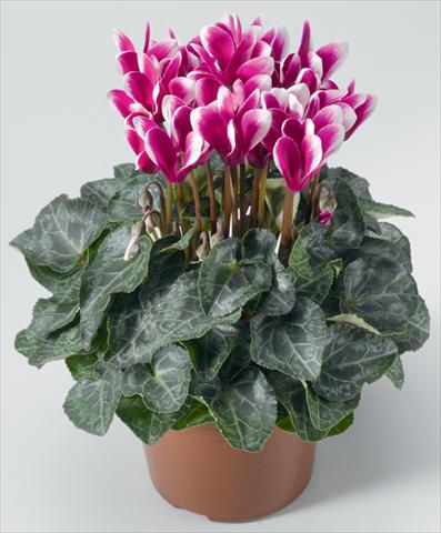 Photos von Blumenvarianten benutzt als: Ampel/Topf Cyclamen persicum mini Snowridge F1 Mini Purple