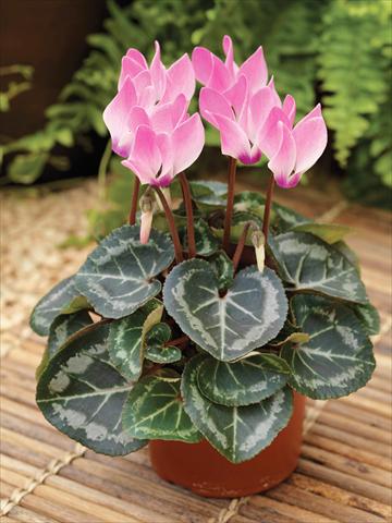 Photos von Blumenvarianten benutzt als: Ampel/Topf Cyclamen persicum mini Winfall™ F1 Pink Flame