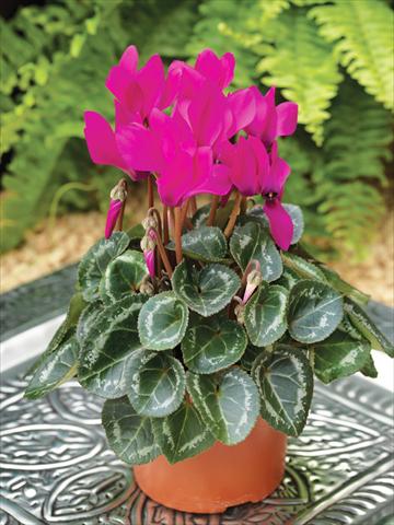 Photos von Blumenvarianten benutzt als: Ampel/Topf Cyclamen persicum mini Winfall™ F1 Purple