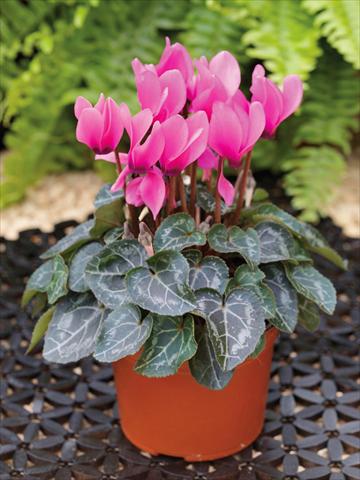 Photos von Blumenvarianten benutzt als: Ampel/Topf Cyclamen persicum mini Winfall™ F1 Rose