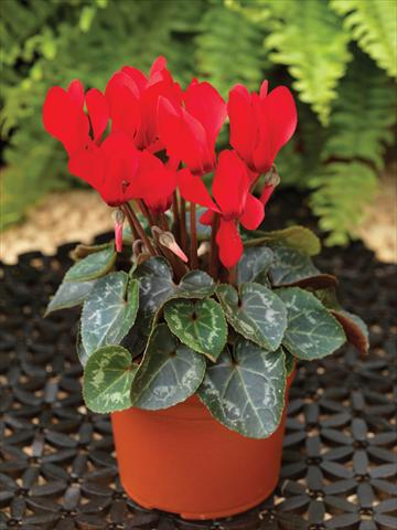 Photos von Blumenvarianten benutzt als: Ampel/Topf Cyclamen persicum mini Winfall™ F1 Scarlet