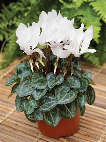 Photos von Blumenvarianten benutzt als: Ampel/Topf Cyclamen persicum mini Winfall™ F1 White