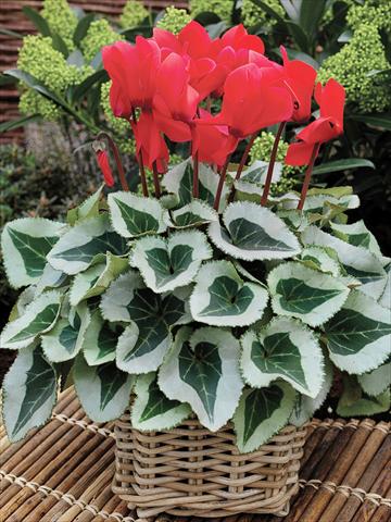 Photos von Blumenvarianten benutzt als: Ampel/Topf Cyclamen persicum Winter Ice F1 Scarlet