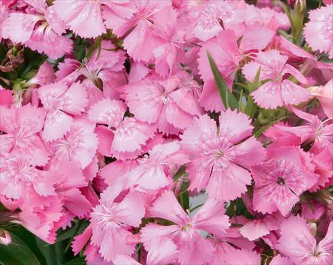 Photos von Blumenvarianten benutzt als: Topf und Beet Dianthus barbatus Diabunda® F1 Pink Pearl