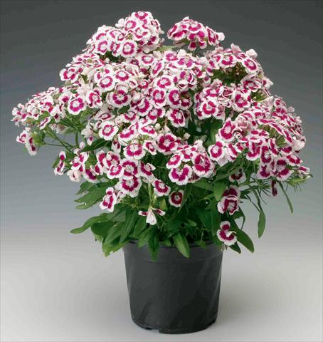Photos von Blumenvarianten benutzt als: Topf und Beet Dianthus barbatus Diabunda® F1 Purple Picotee