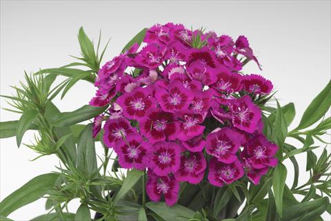 Photos von Blumenvarianten benutzt als: Topf und Beet Dianthus barbatus Diabunda® F1 Purple