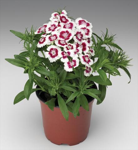 Photos von Blumenvarianten benutzt als: Topf und Beet Dianthus barbatus Diabunda® F1 Red Picotee