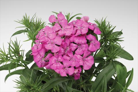 Photos von Blumenvarianten benutzt als: Topf und Beet Dianthus barbatus Diabunda® F1 Rose