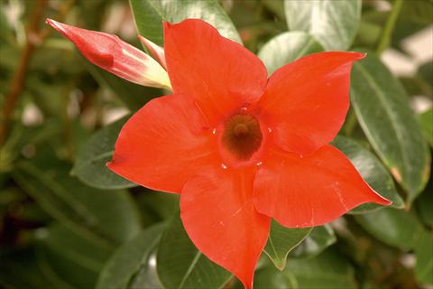 Photos von Blumenvarianten benutzt als: Terrasse, Topf Dipladenia (Mandevilla) Rio Deep Red