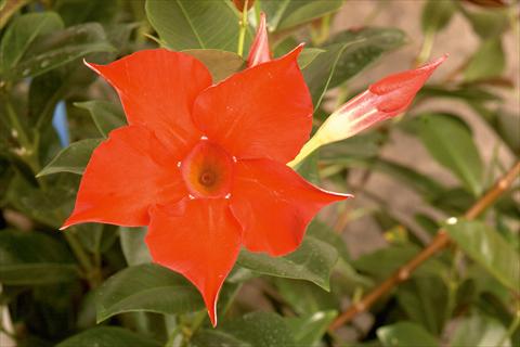 Photos von Blumenvarianten benutzt als: Terrasse, Topf Dipladenia (Mandevilla) Rio® Red