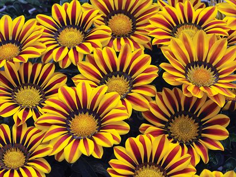 Photos von Blumenvarianten benutzt als: Beet- / Rabattenpflanze Gazania rigens Big Kiss F1 Yellow Flame