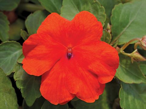 Photos von Blumenvarianten benutzt als: Topf und Beet Impatiens walleriana Accent Premium F1 Deep Orange