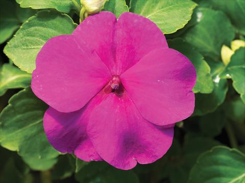Photos von Blumenvarianten benutzt als: Topf und Beet Impatiens walleriana Accent Premium F1 Lilac