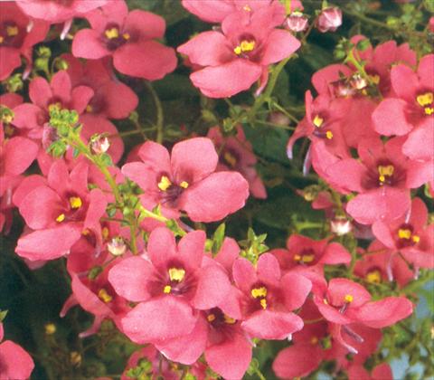 Photos von Blumenvarianten benutzt als: Ampel/Topf Diascia barberae Genta Antique Red