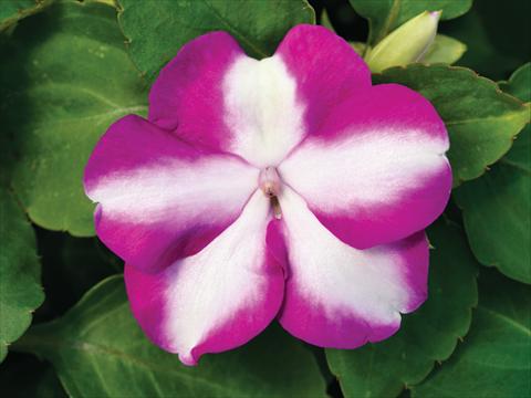 Photos von Blumenvarianten benutzt als: Topf und Beet Impatiens walleriana Accent Premium F1 Violet Star