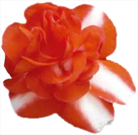 Photos von Blumenvarianten benutzt als: Topf und Beet Impatiens walleriana Silhouette Orange Star
