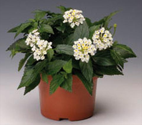 Photos von Blumenvarianten benutzt als: Topf, Beet, Terrasse Lantana camara Bandana® White