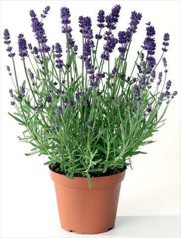 Photos von Blumenvarianten benutzt als: Topf und Beet Lavandula angustifolia Blue Scent® Early
