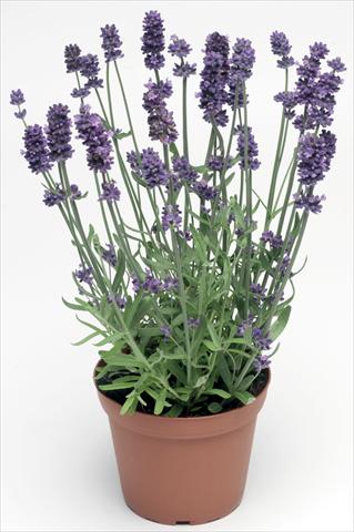 Photos von Blumenvarianten benutzt als: Topf und Beet Lavandula angustifolia Sentivia® Blue