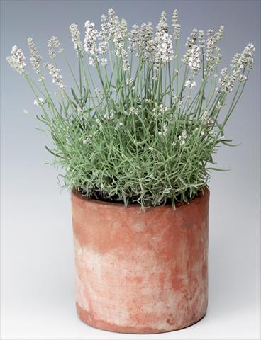 Photos von Blumenvarianten benutzt als: Topf und Beet Lavandula angustifolia Sentivia® Silver