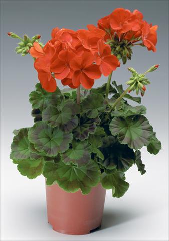 Photos von Blumenvarianten benutzt als: Topf, Beet, Terrasse Pelargonium x hortorum F.1 Pinto Premium F1 Deep Red
