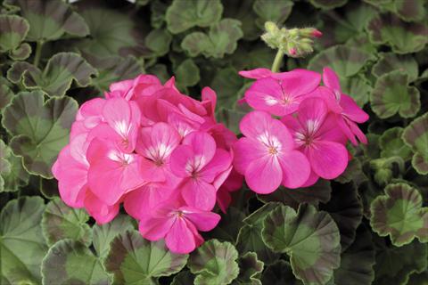 Photos von Blumenvarianten benutzt als: Topf, Beet, Terrasse Pelargonium x hortorum F.1 Pinto Premium F1 Deep Rose