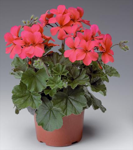 Photos von Blumenvarianten benutzt als: Terrasse, Topf Pelargonium interspecifico Caliente® Hot Coral