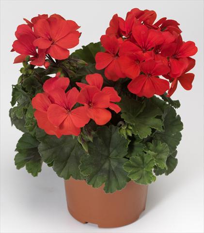 Photos von Blumenvarianten benutzt als: Terrasse, Topf Pelargonium interspecifico Caliente® Orange