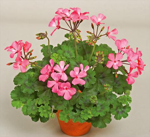 Photos von Blumenvarianten benutzt als: Terrasse, Topf Pelargonium interspecifico Caliente® Pink