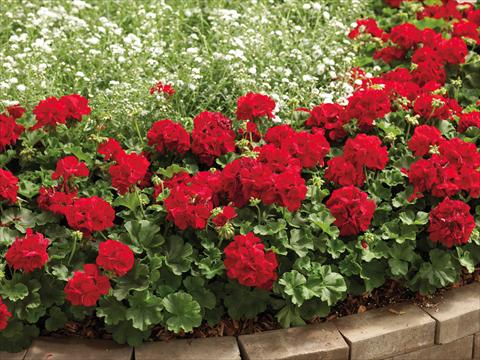 Photos von Blumenvarianten benutzt als: Terrasse, Topf Pelargonium interspecifico Calliope® Dark Red
